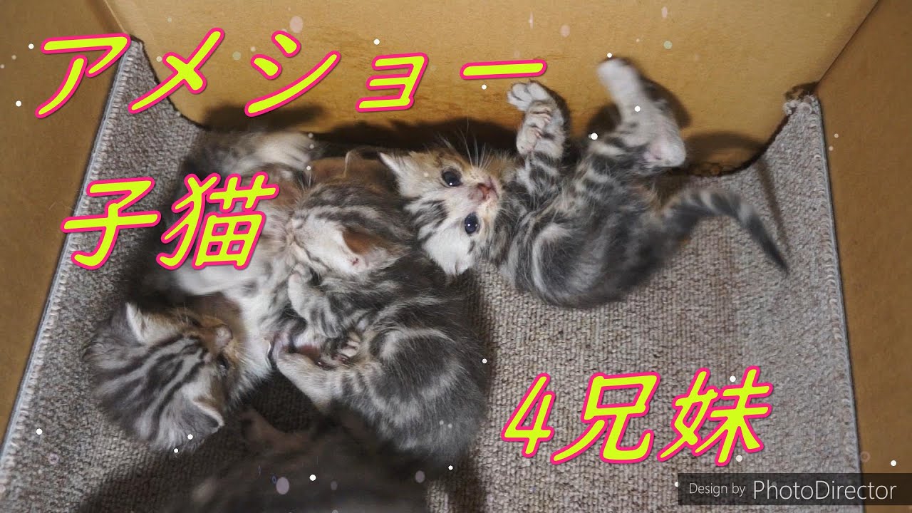 アメショー子猫4兄妹