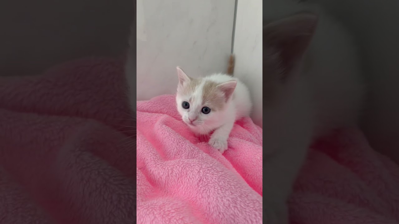 長足マンチカン男の子🩷 【お問合せ詳細は説明欄に記載あります】 #スクーカム #ブリーダー直販 #マンチカン #ミヌエット #ラパーマ #子猫 #子猫販売 #猫 #猫のいる暮らし #猫動画