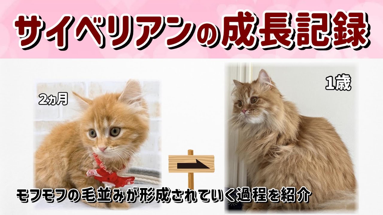 【サイベリアンの成長記録】2ヶ月の子猫時代から1歳になるまでの過程を紹介