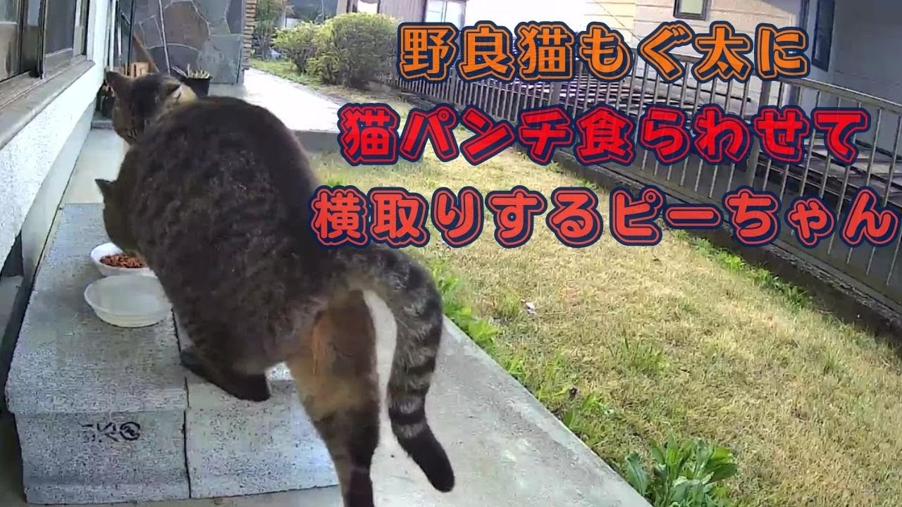 野良猫もぐ太に猫パンチ食らわせて横取りするピーちゃん