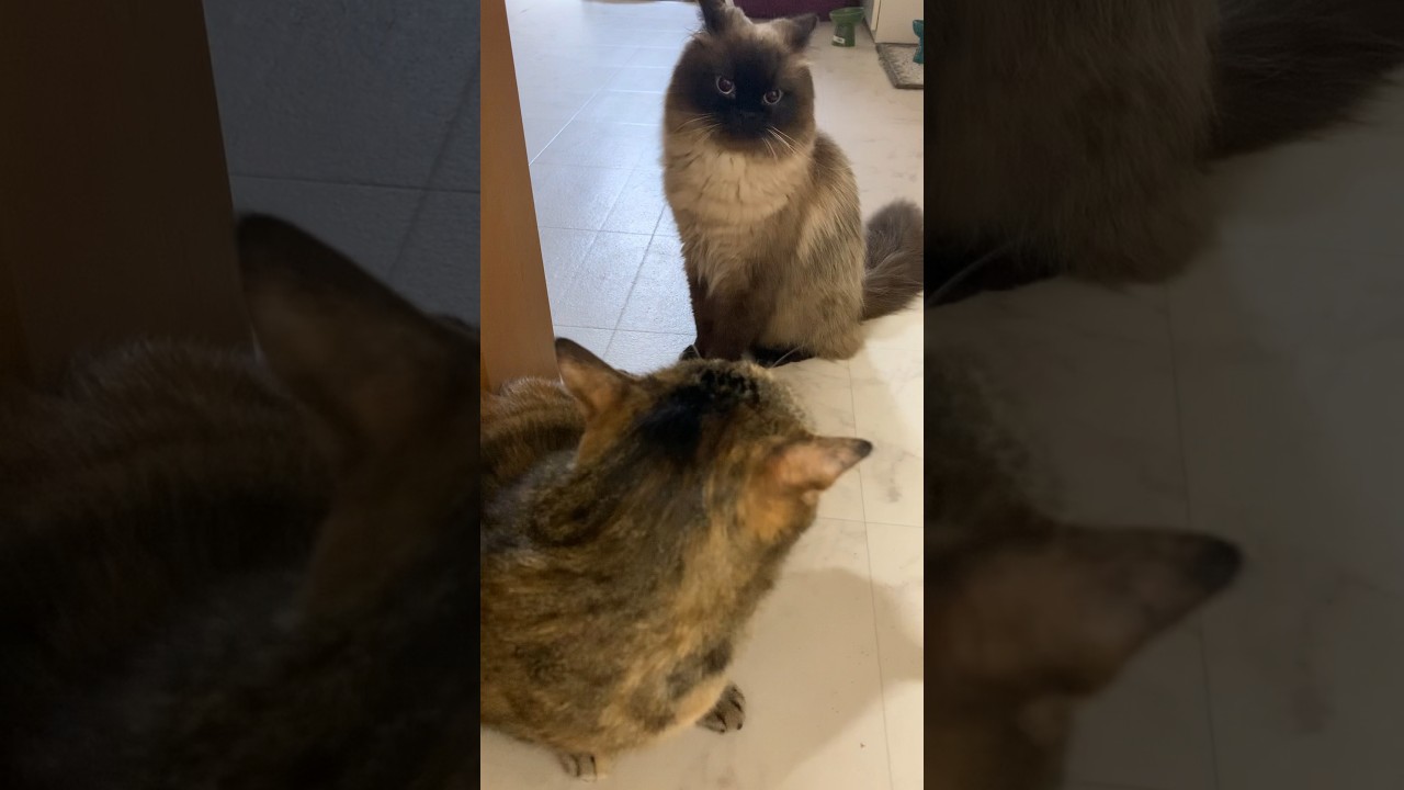 フクロウみたいなげんたくん #猫 #ヒマラヤン #保護猫 #猫のいる生活 #shorts