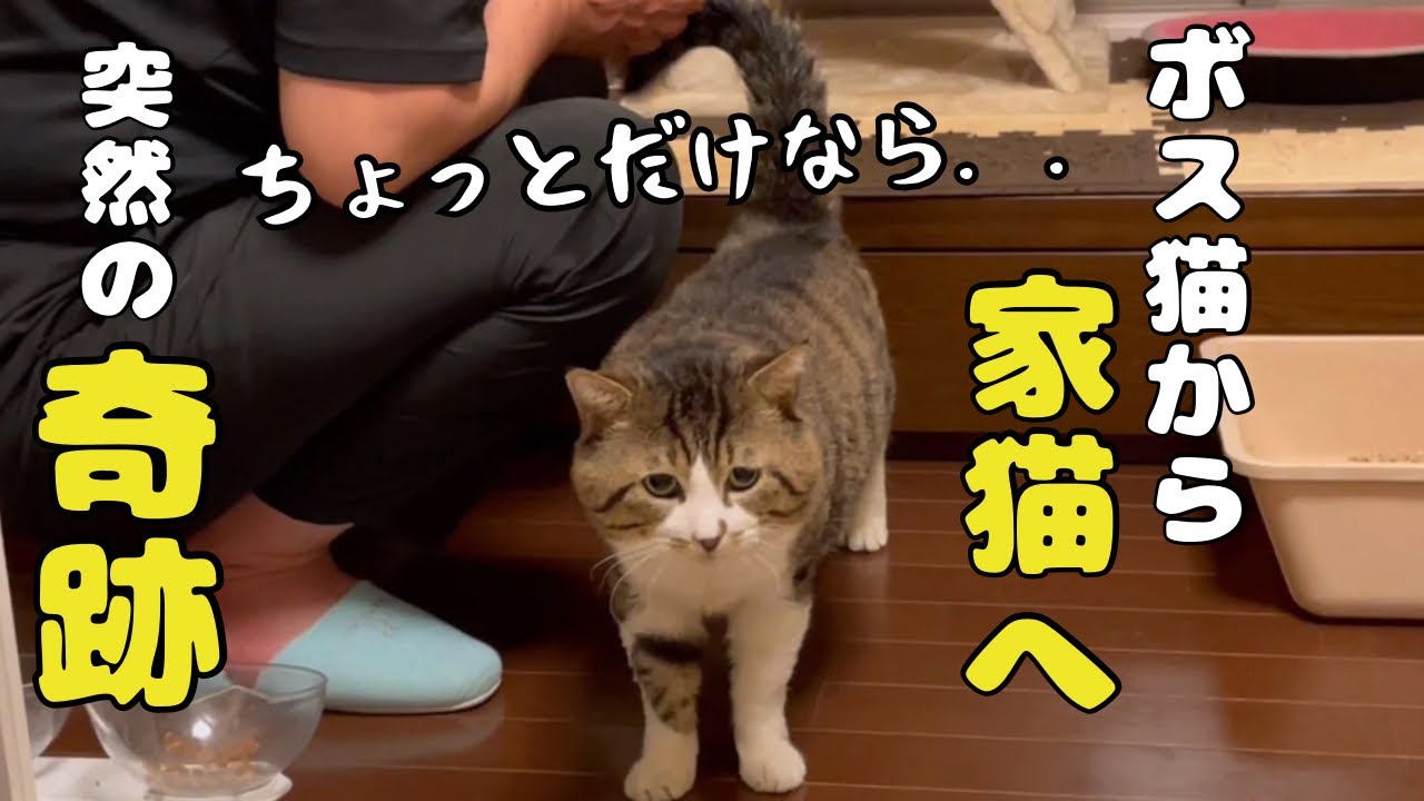ついにやってくれた！本当は甘えん坊の元ボス猫の証拠です！【永久保存級】