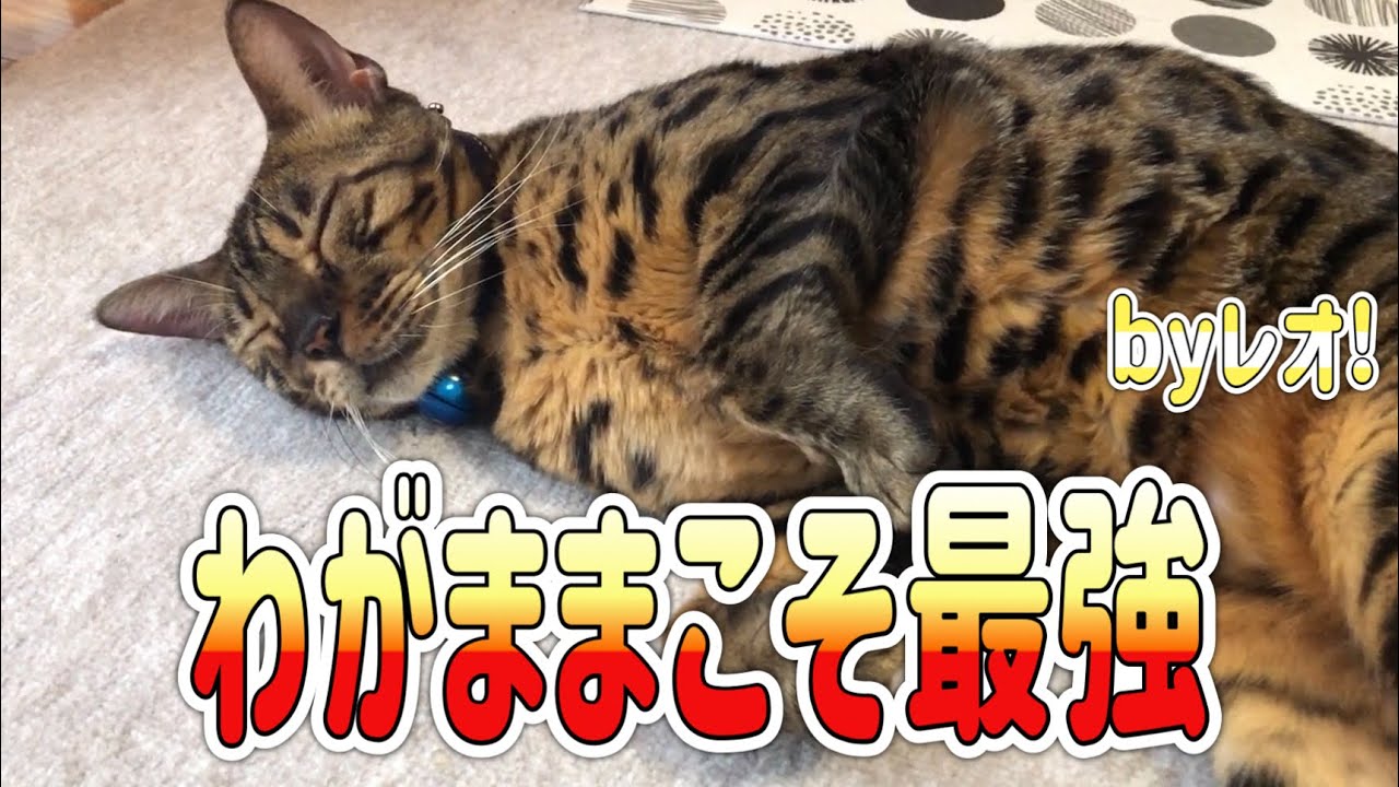 [猫動画]わがままこそ最強！byレオ❤️[レオと一緒]ベンガル猫