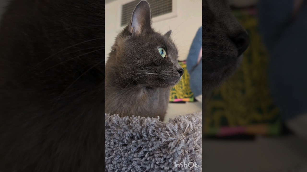 adopt a cute kitty cat #pets #animals #ロシアンブルー #ペット #猫 #adoptdontshop #russianblue