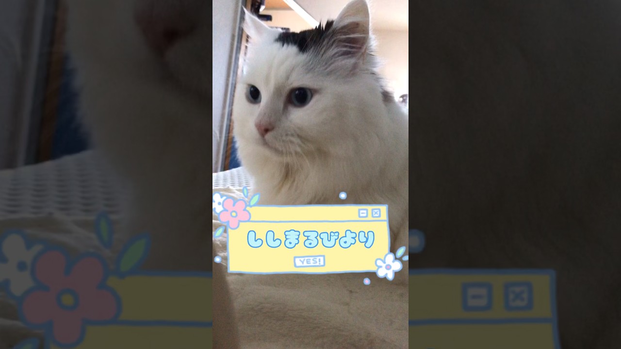 早朝のししまるの日課🐈 #マンチカン #猫 #ねこのいる生活 #短足マンチカン