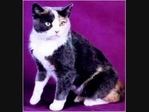 Cat Breeds