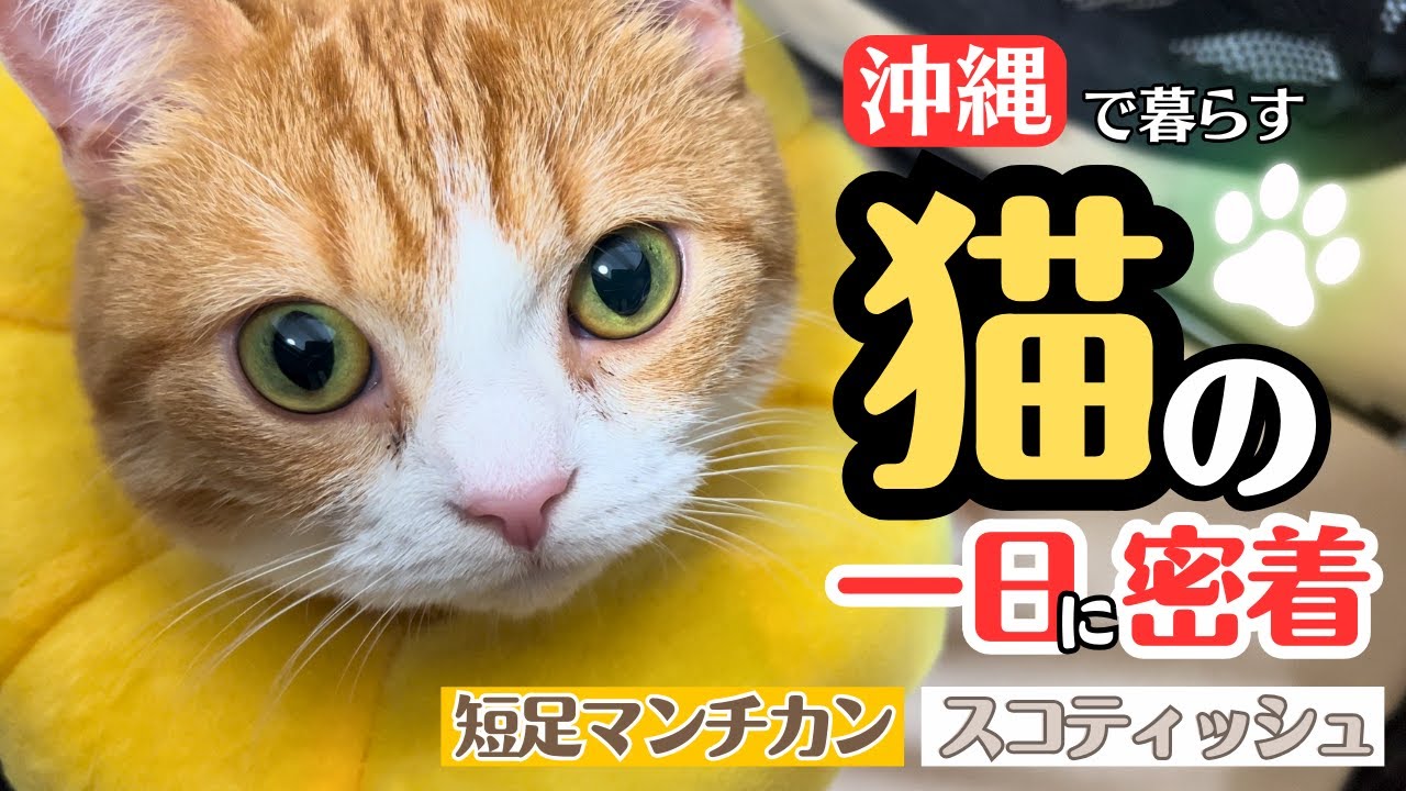 【完全密着】沖縄で暮らす短足マンチとスコティッシュの1日（前編）