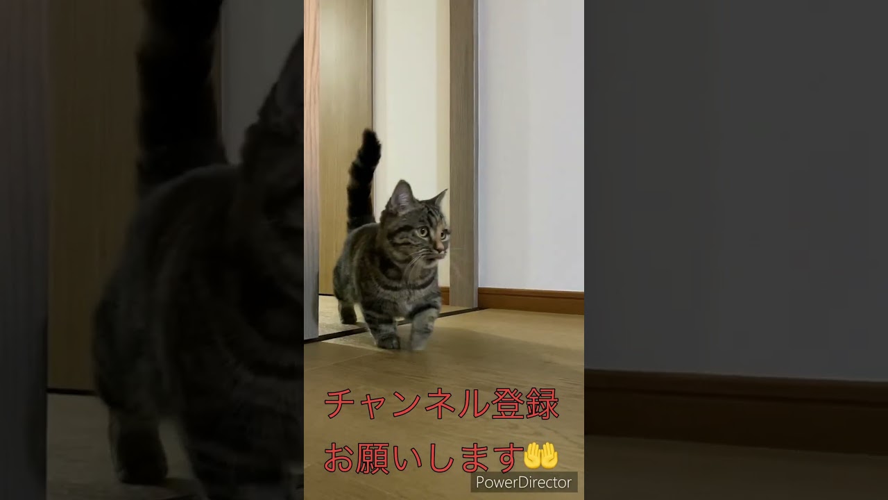 短足マンチカンの四足歩行
