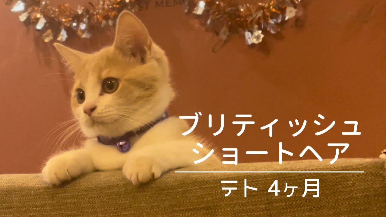 ブリティッシュショートヘアの子猫です😊クリームタビー＆ホワイト（4ヶ月）British Shorthair Cream Tabby & White 4 months old