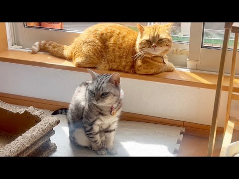 あいちゃんと茶々くんの日向ぼっこ #猫 #アメリカンショートヘア #マンチカン