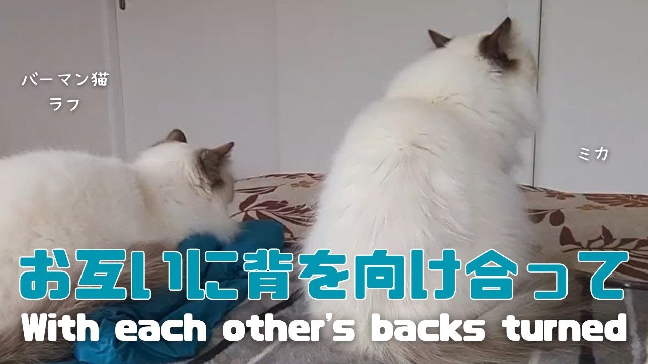 バーマン猫ミカとラフとガブとウリ【お互いに背を向け合って】With each other's backs turned（バーマン猫）Birman/Cat