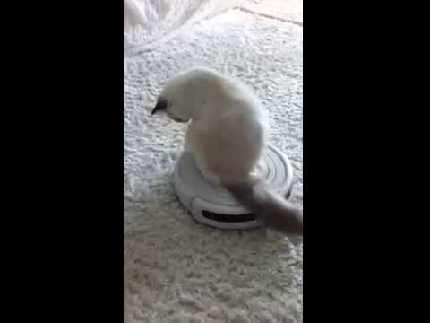 バーマン猫、女神様、ルンバに乗ってペロペロ。