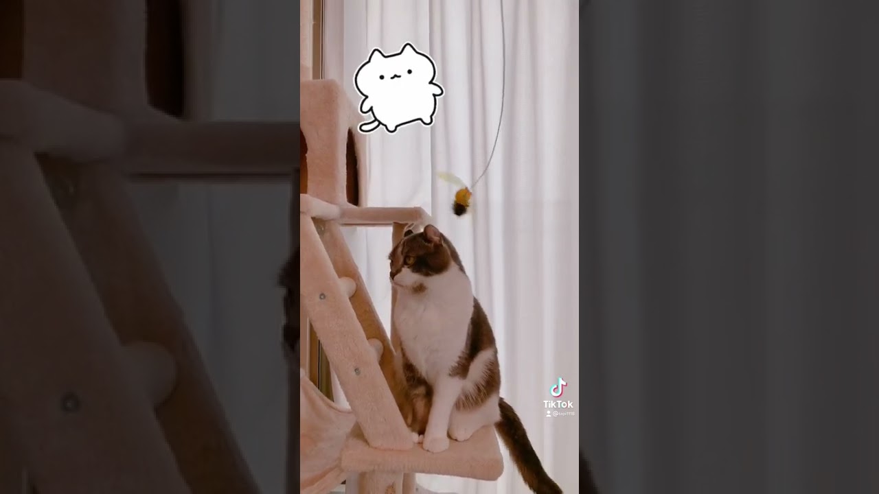なんとも言えない反射神経の猫さん【アメリカンカール・たぴ】