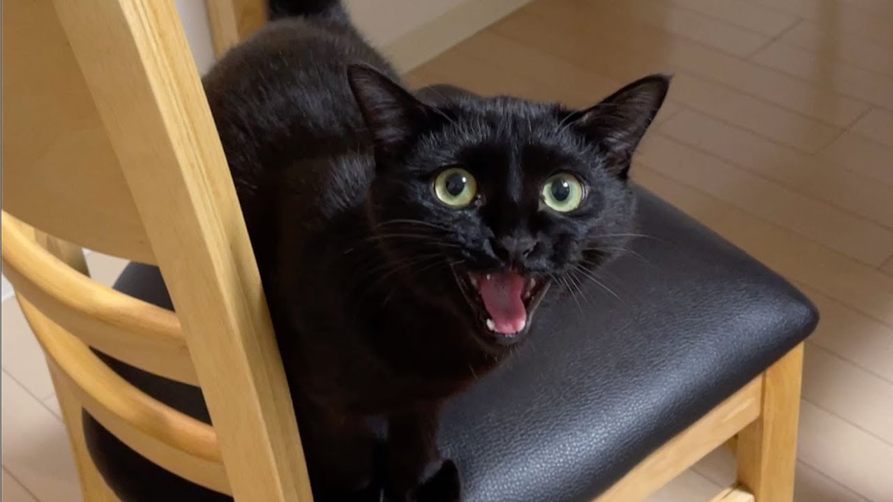 「遊んでよっ」と会話しながらアピールする子猫 #Shorts