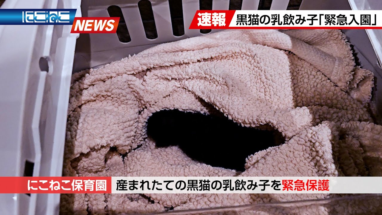 【にこねこ速報】黒猫の乳飲み子が ご入園しました