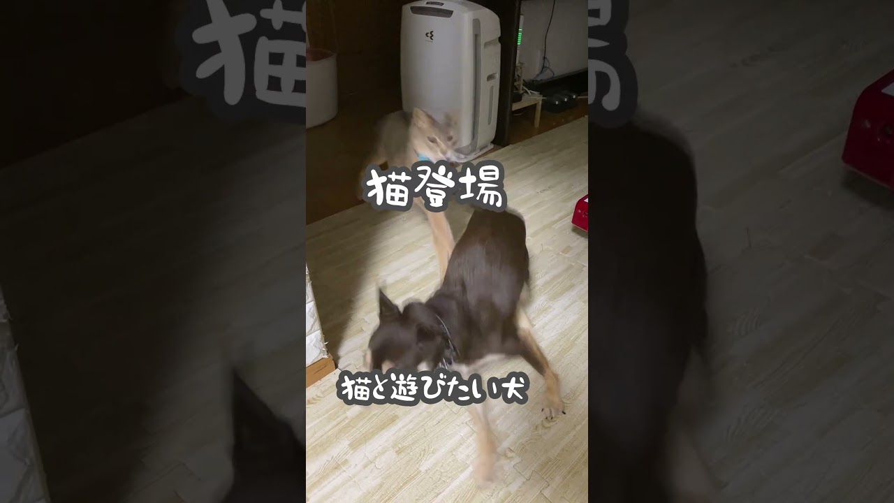 猫と遊びたい犬 #shorts #チワワ #アビシニアン #犬と猫のいる暮らし
