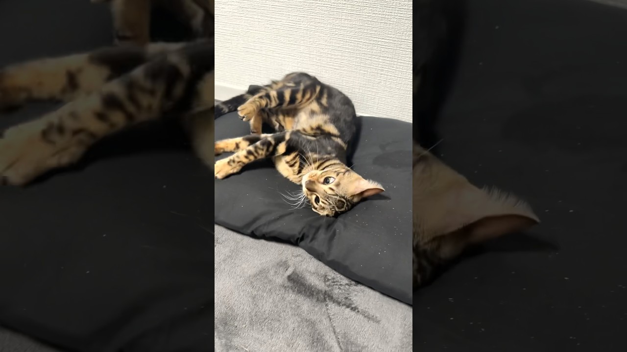 またたびに狂っちまった…【子猫】#shorts #cat #ベンガル