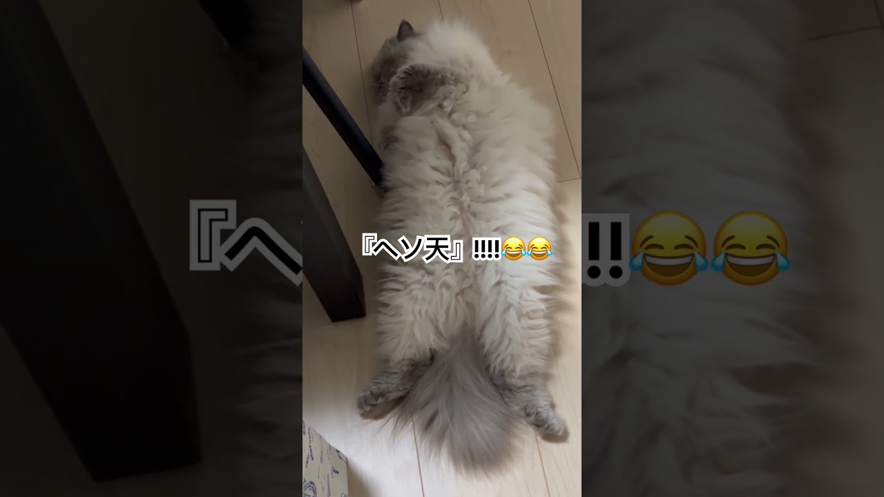 ヒマラヤンのマーベルの可愛すぎるヘソ天!!!!🐈  #shorts #うちのにゃんこ #ねこ #マーベル #cat #かわいい #ヘソ天