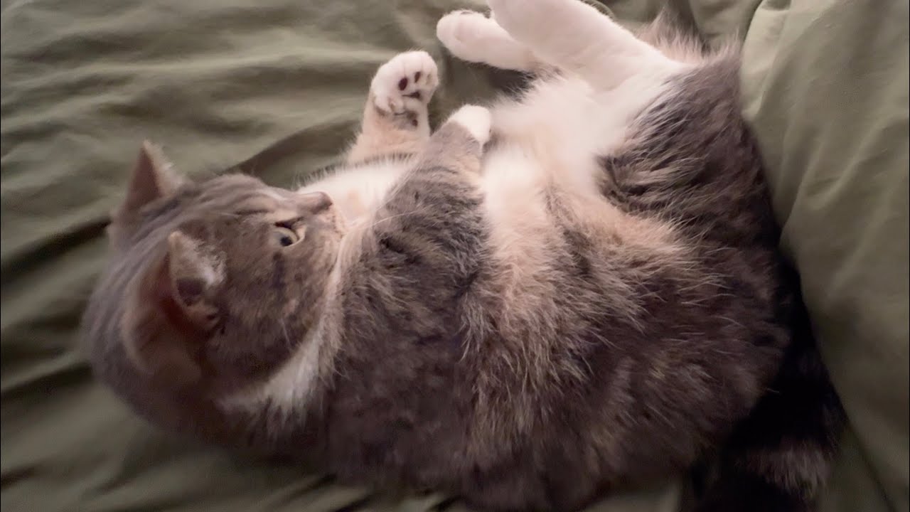 可愛すぎる朝晩ルーティンで遅刻寸前！