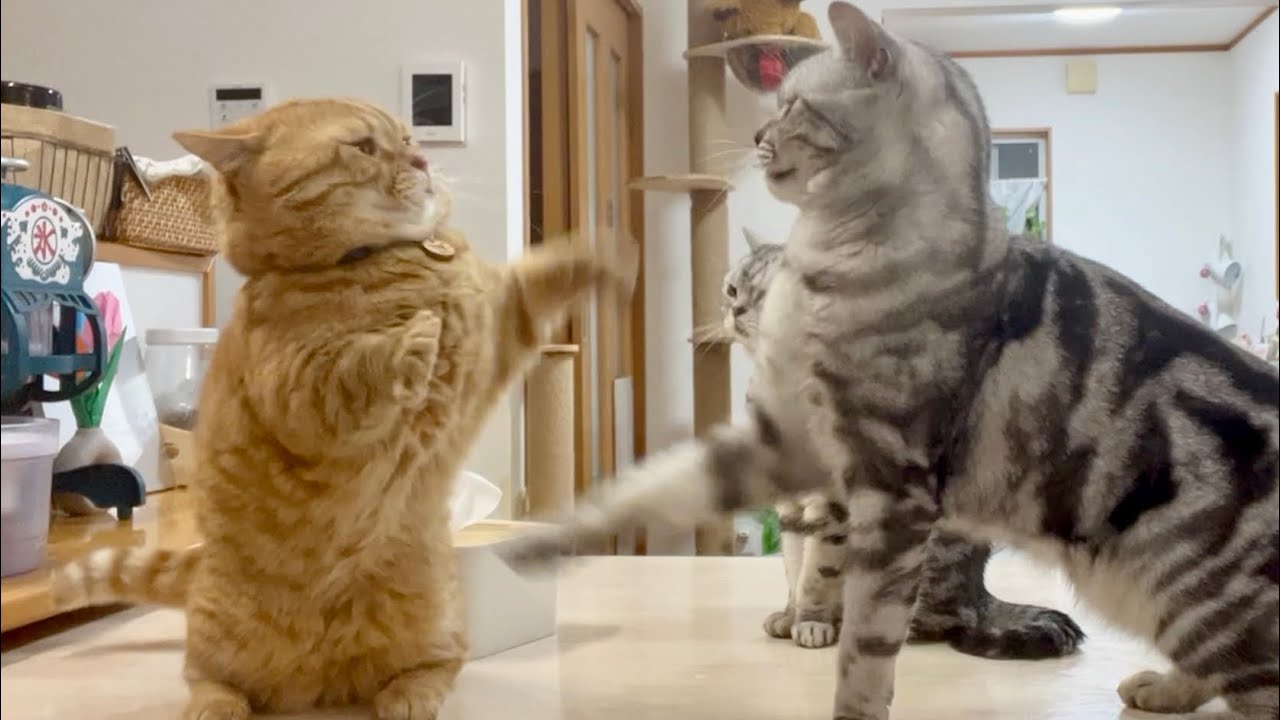 かわいい猫たちの楽しいごはんタイム #猫 #マンチカン