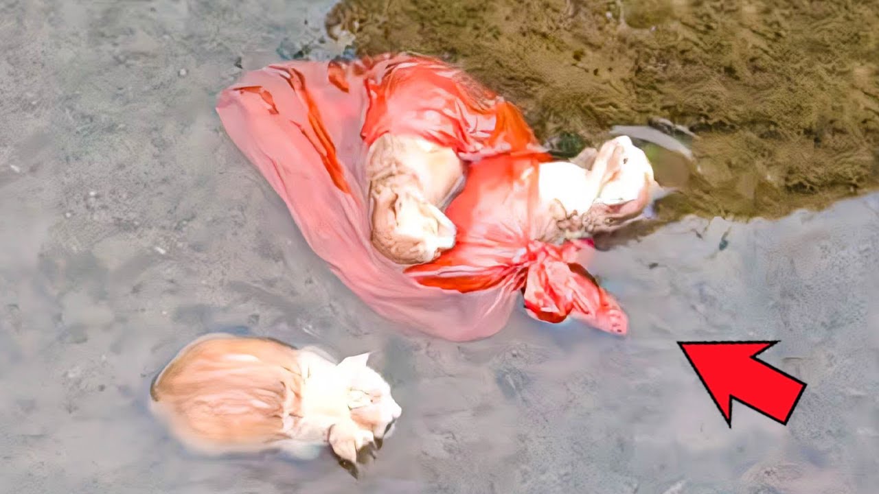 冷たい川に捨てられていた4匹の子猫。冷たい水の中で必死にもがき、命さえ危ぶまれた時に一人の男性が現れた【感動】