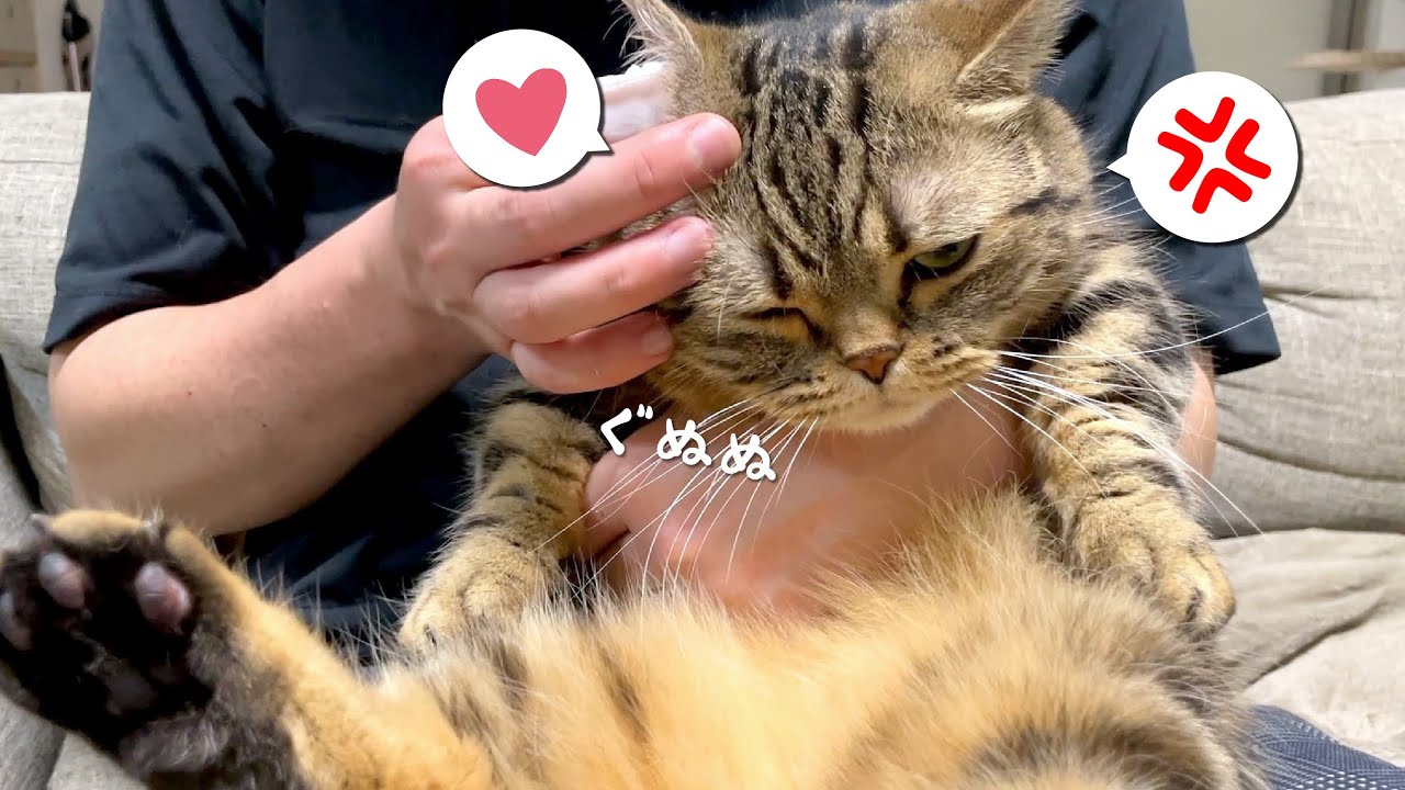 メンテナンス中の愛猫の表情が大変なことになりました…笑