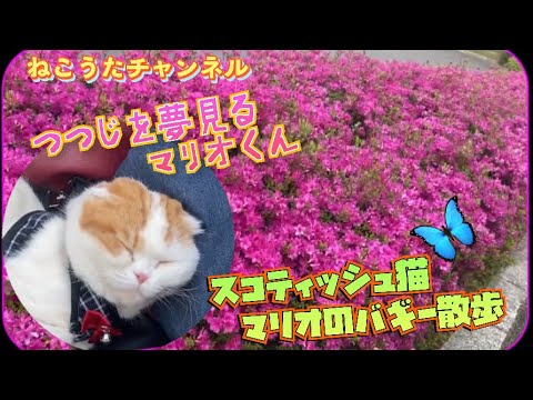 つつじ🌺を、見に行った､スコティッシュ猫のマリオ君🐱