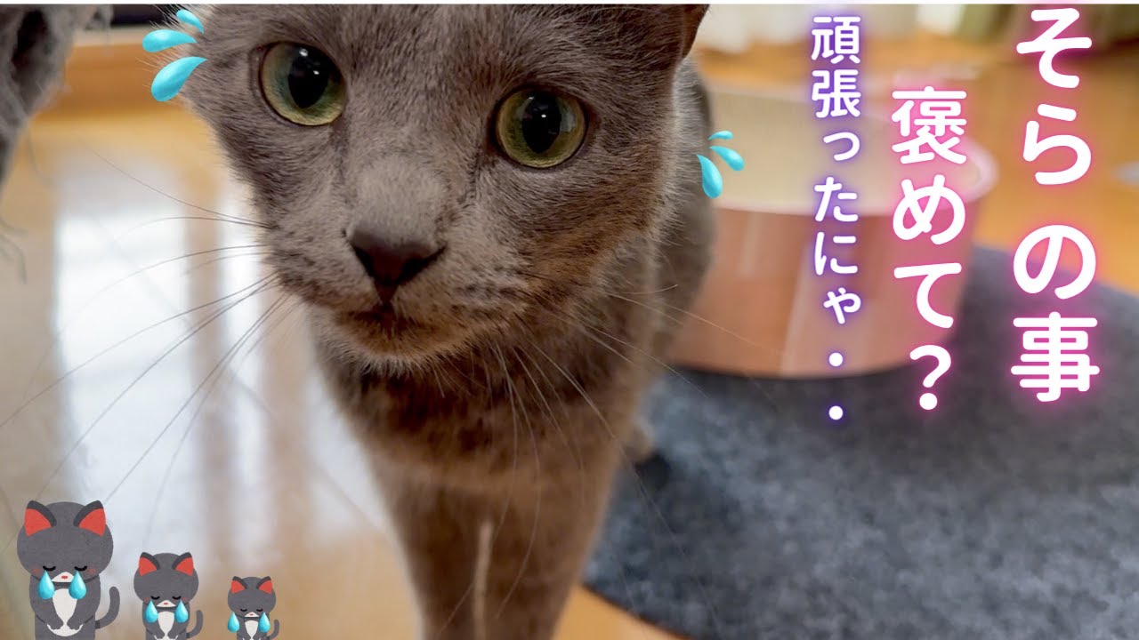 【猫ロシアンブルー】そらちゃん お疲れ様ね🥹試練のお風呂‼️