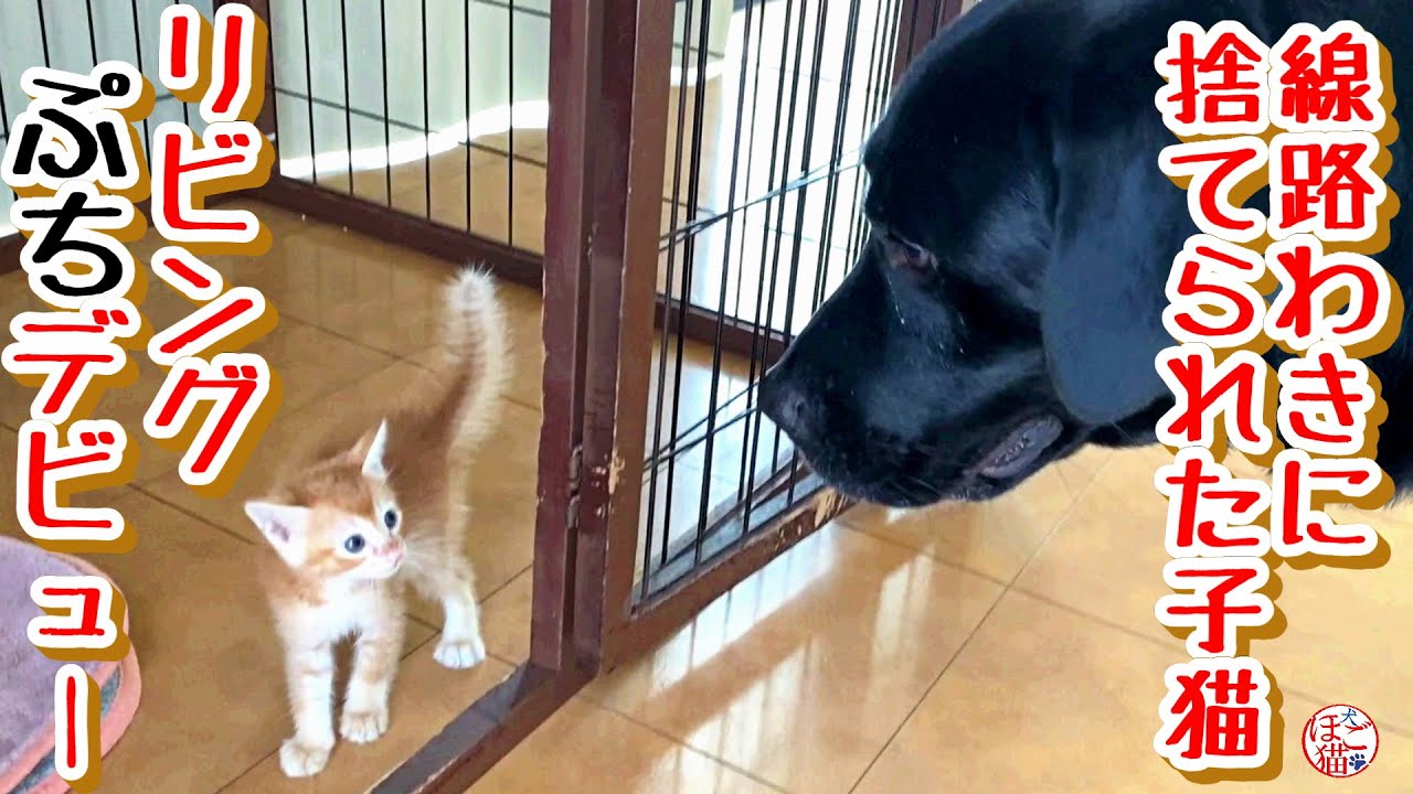 【子猫 保護】春子猫のプチリビングデビューとお知らせ＋おまけコーナー