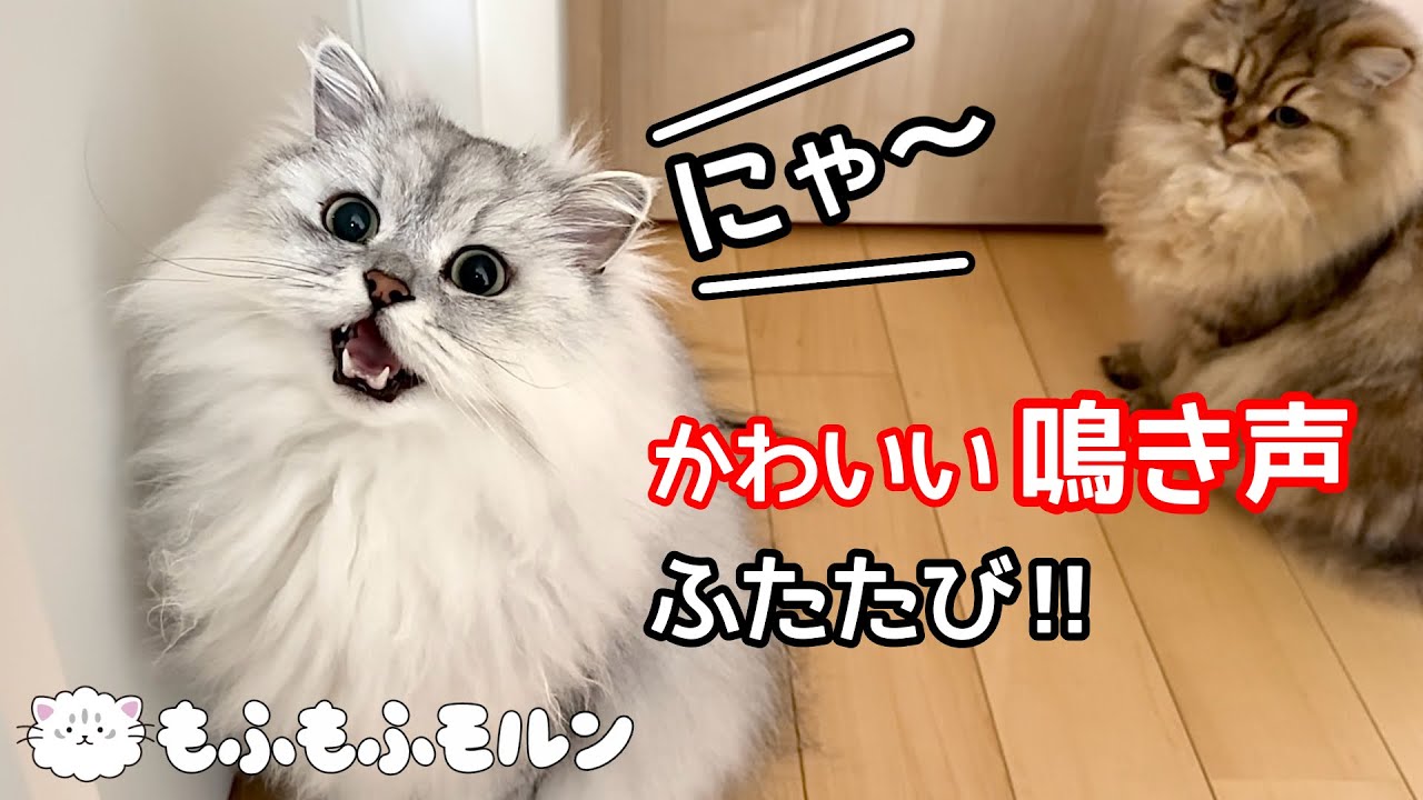 もふもふ猫のおしゃべり特集 第2弾‼︎ 【サイベリアン】