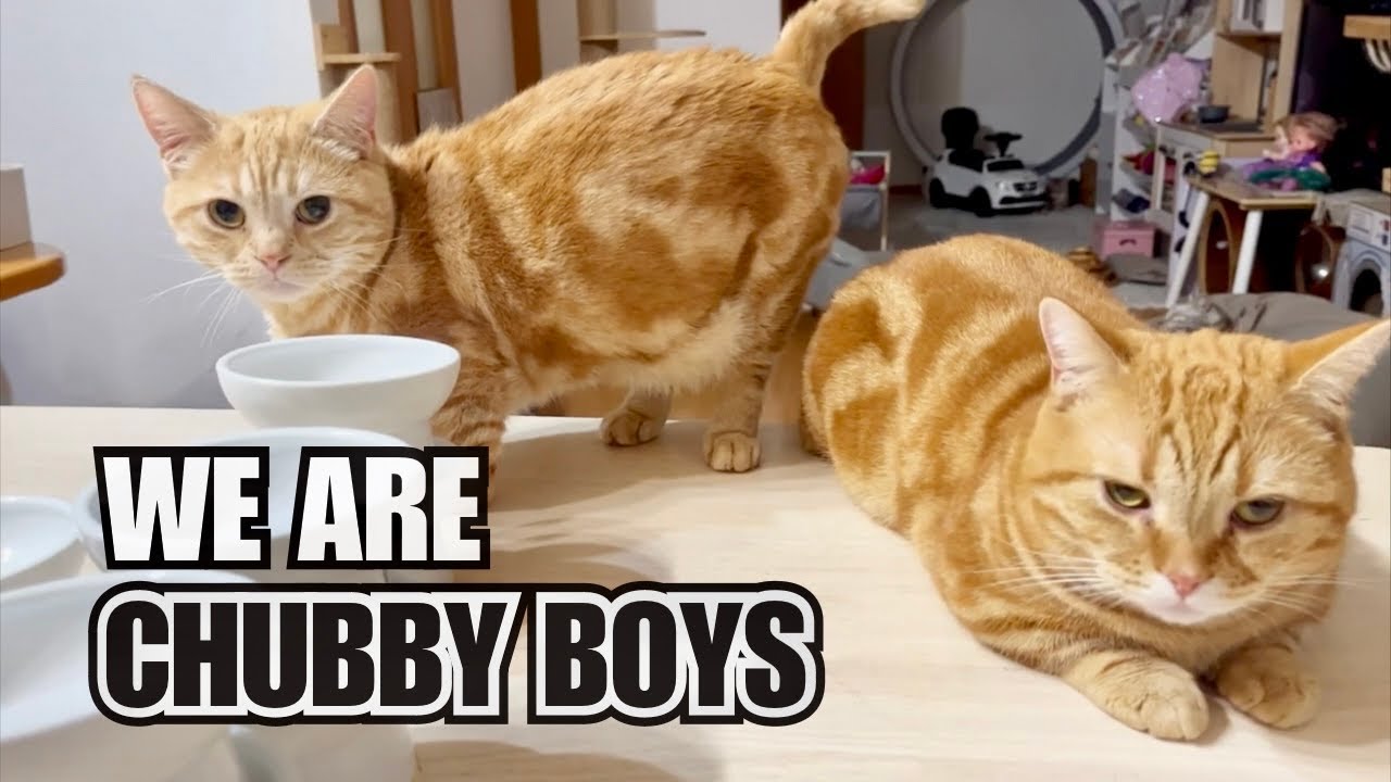 マンチカン兄弟『ちゃーびーぼーいず』特集〜！ #猫 #マンチカン