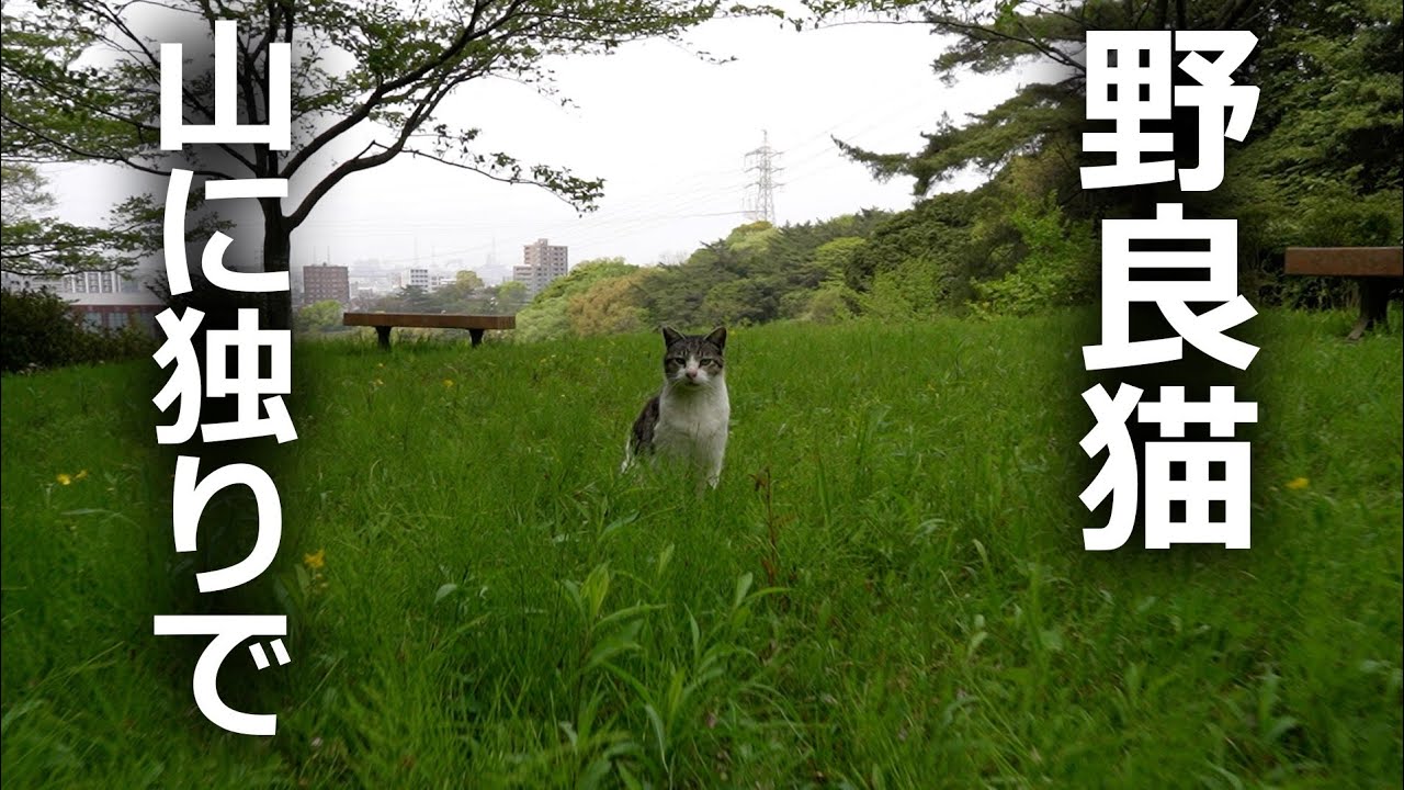 【捨て猫か】山にポツンと野良猫がいたその結果…