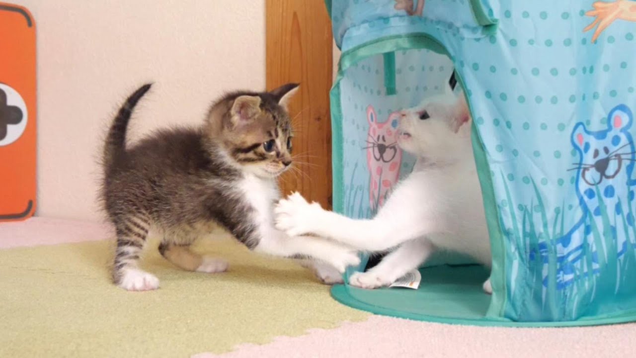 かわいい、やんのかステップでテントを取り合う子猫たち【赤ちゃん猫　保護猫】