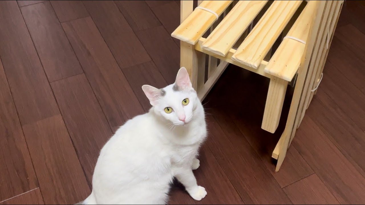 DIYで植物棚作りを見守る愛らしい猫たち！