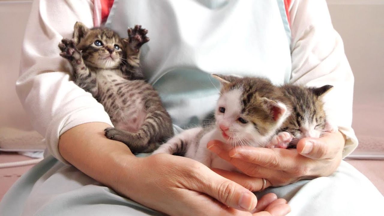 新入生歓迎ライブ　ウッちゃんとソッくんが先輩子猫になる。【赤ちゃん猫　保護猫】