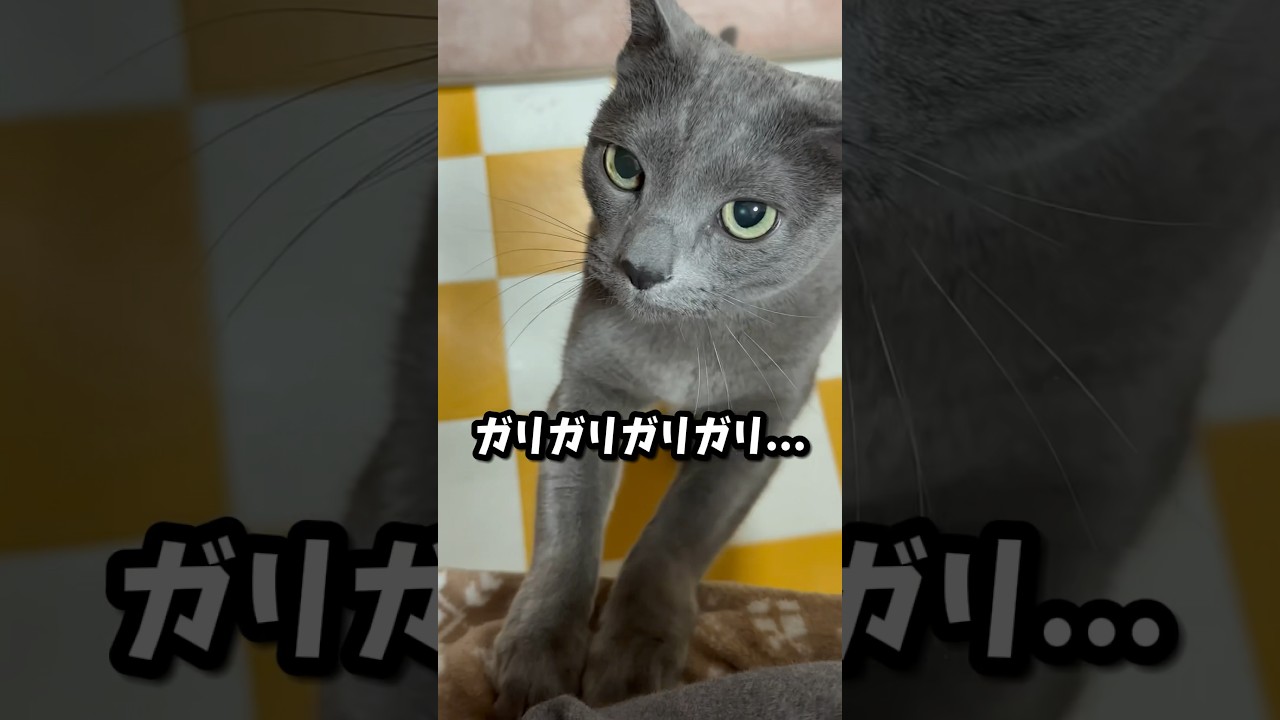 【ロシアンブルー】めろん待たせすぎるとこうなります🫢【猫】#shorts