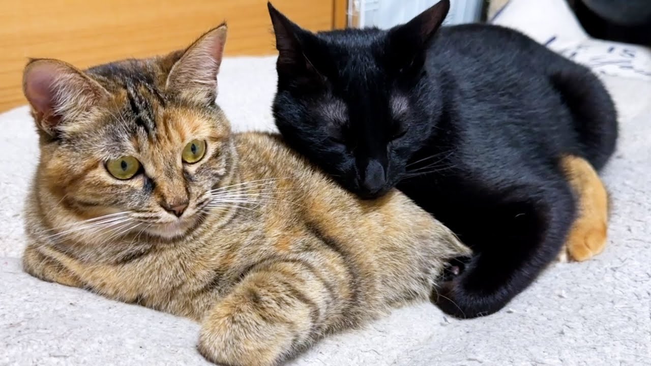 どこへも行かせない！と大好きな妹猫を抱きしめて離れなくなった黒猫