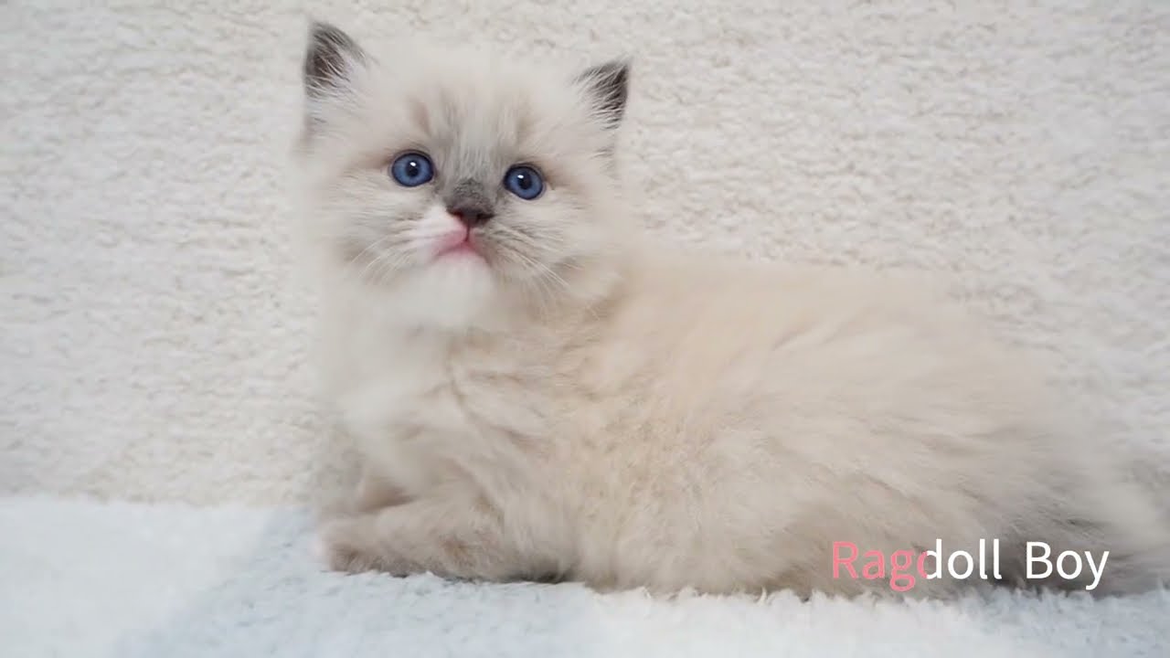 埼玉県　MINAMO　ラグドール　男の子　次男くん2　2024年3月24日産まれ