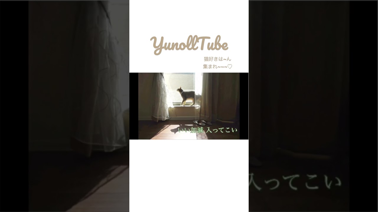 逃走猫あるある#shorts #猫 #猫動画 #猫おもしろ #アビシニアン #abyssinian#猫のいる暮らし #猫人気 通り抜けてしまう猫さん