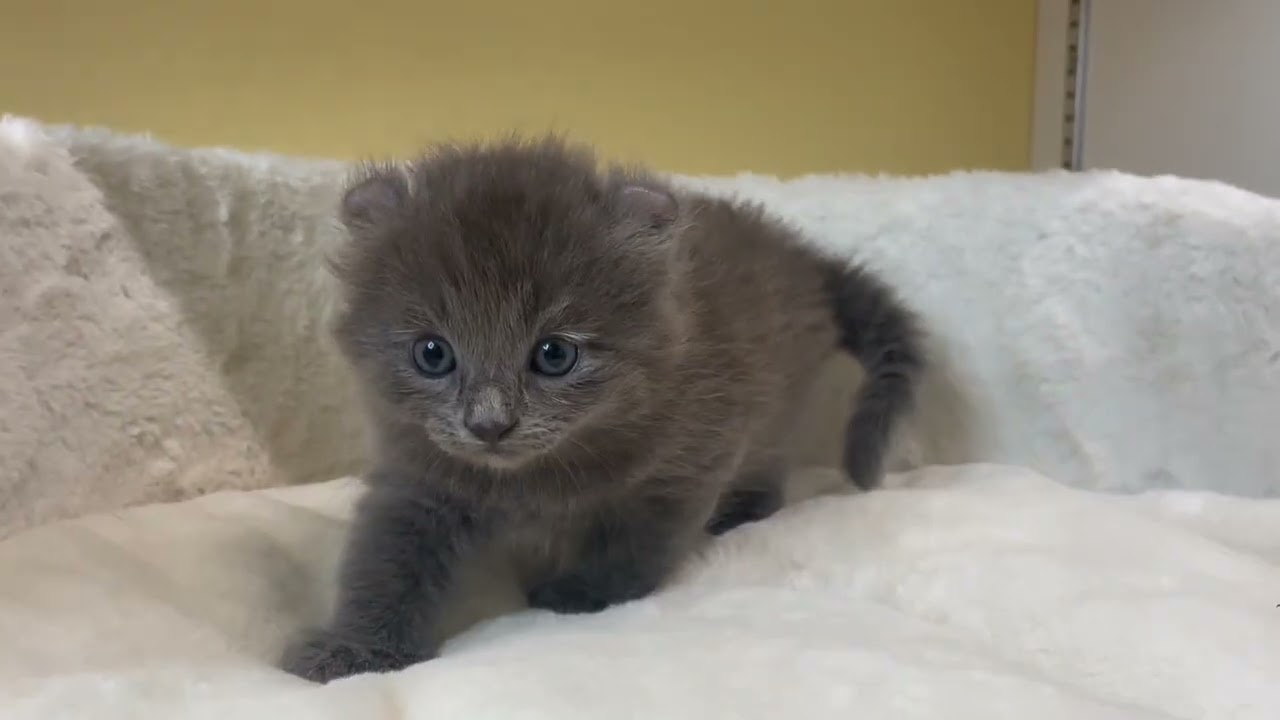 アメリカンカール 【ブルー】くるん耳がキュートなカール兄妹❣️