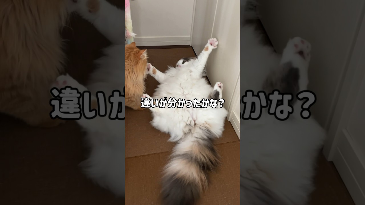 サイベリアンとノルウェージャンフォレストキャットの違いを解説