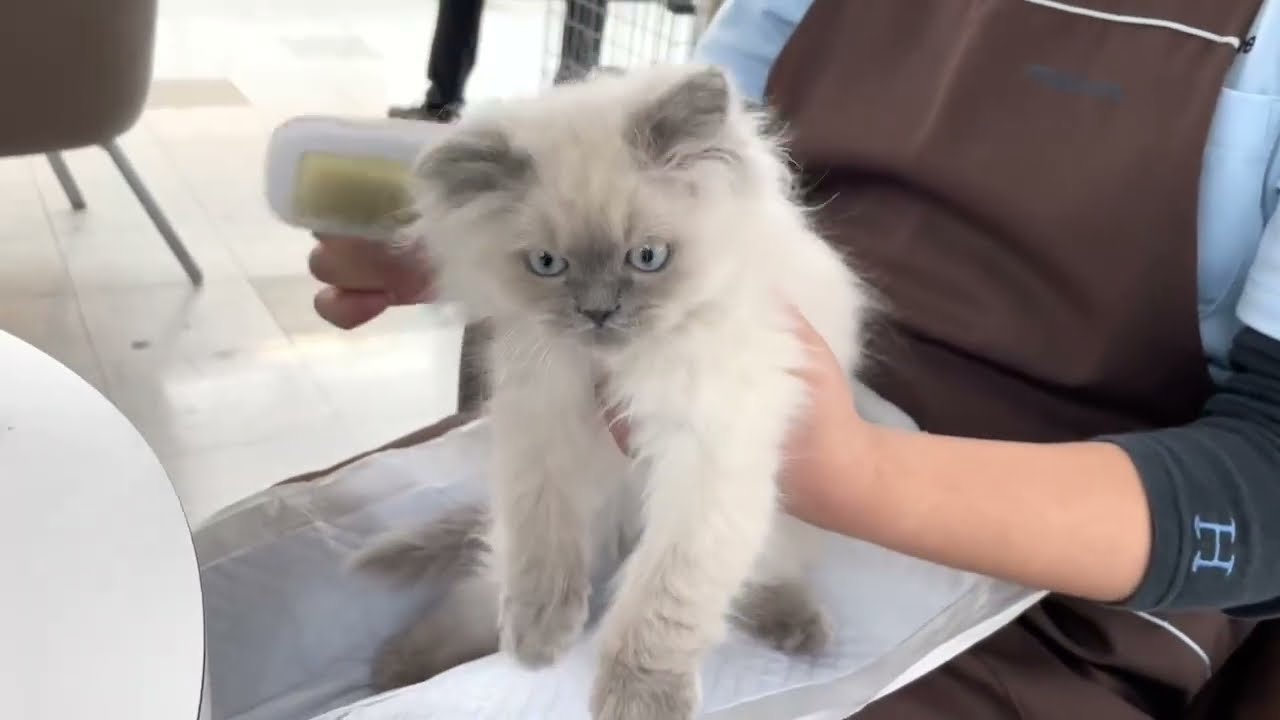 【2024.04.26公開】ヒマラヤンの男の子！メンテナンストレーニングのご様子を大公開☆