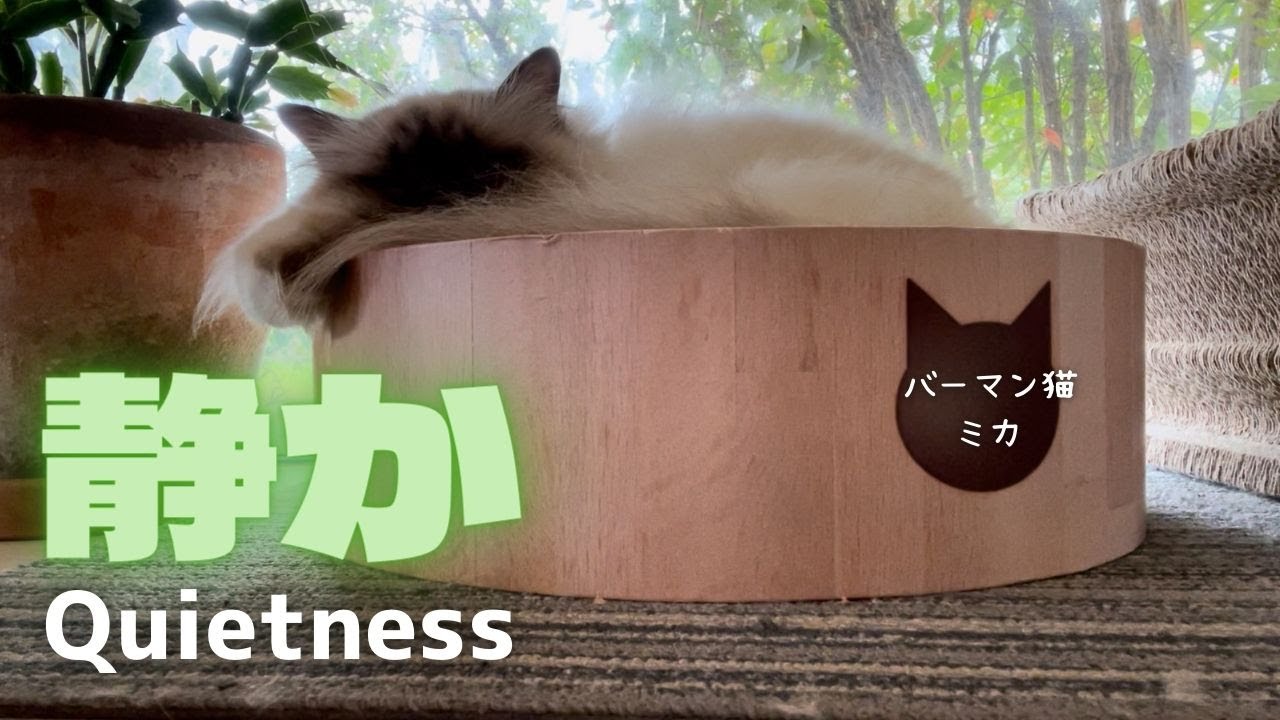 バーマン猫ミカ【静か】Quietness（バーマン猫）Birman/Cat