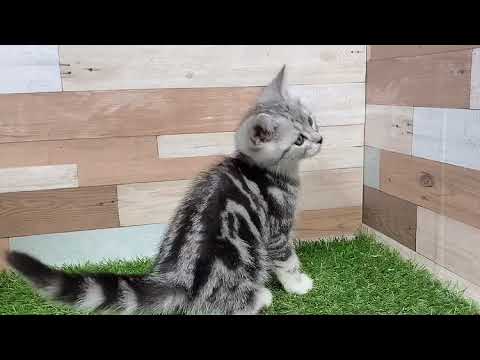 アメリカンショートヘアー