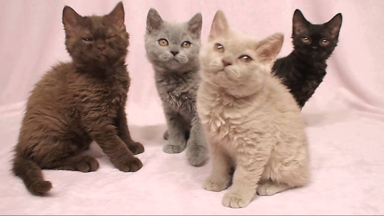 Selkirk Rex Kittens 3month　セルカークレックスの子猫たち 3ヶ月齢