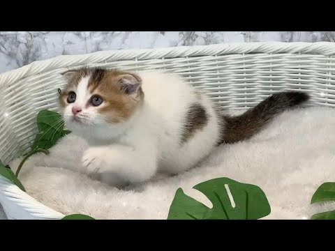 スコティッシュフォールド♀2404D0303