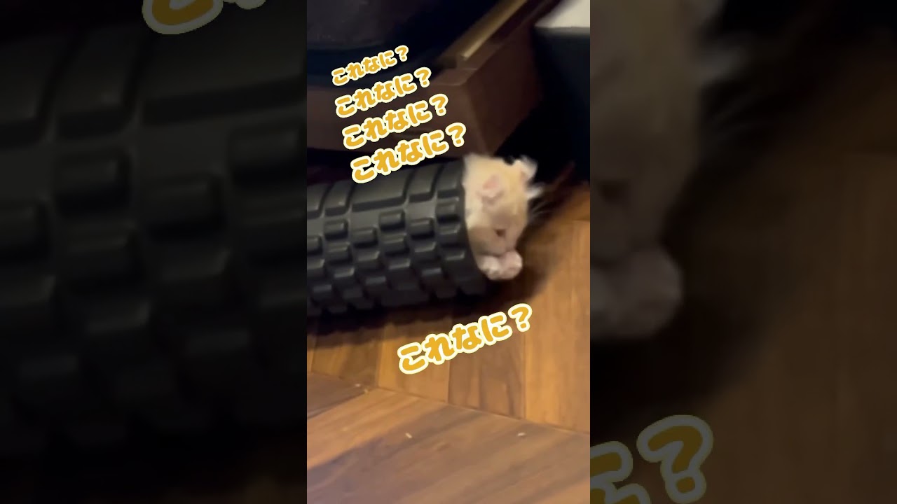 【キンカロー】なにこれこれなに？【マンチカール】