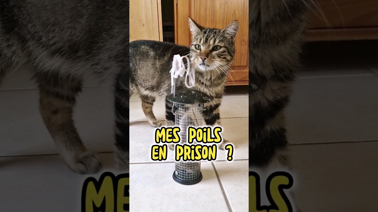 Petitou fait don de ses poils #Shorts