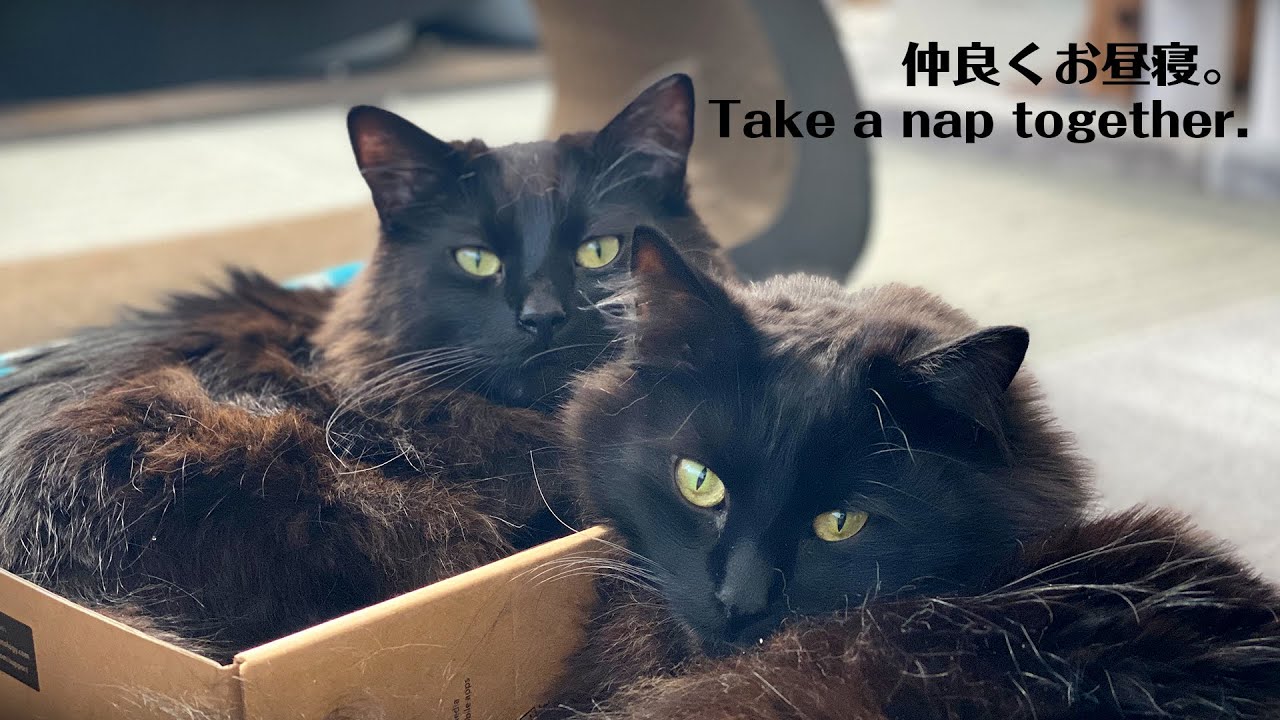 黒のノルウェージャンフォレストキャット：一緒にお昼寝。