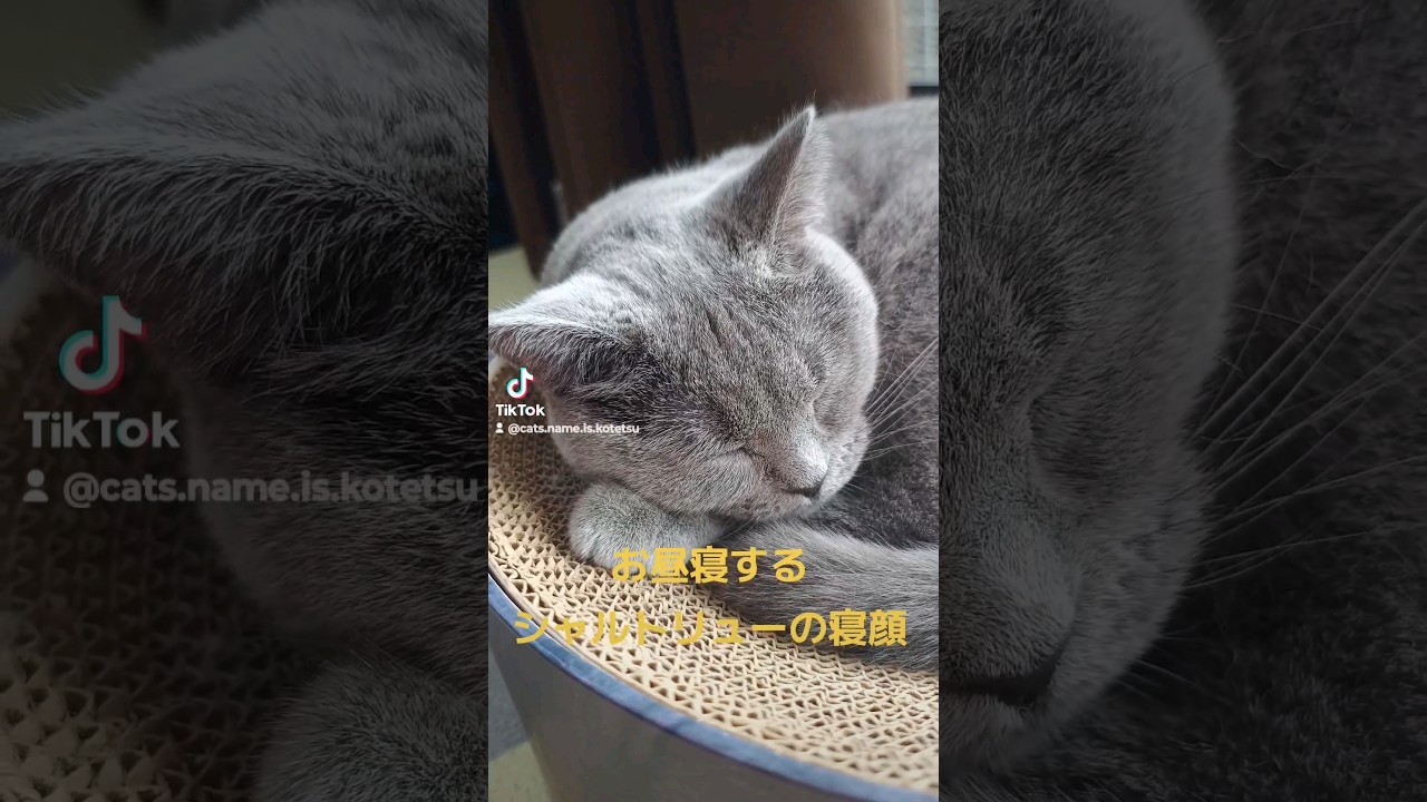 シャルトリューの寝顔(Chartreux's sleeping face)